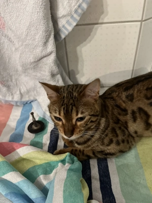 Wunderschöne Bengalkatze abzugeben an Katzenkenner Bild 3