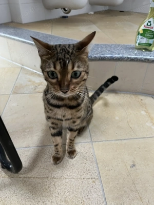 Wunderschöne Bengalkatze abzugeben an Katzenkenner Bild 4