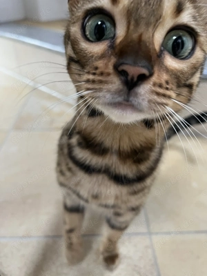 Wunderschöne Bengalkatze abzugeben an Katzenkenner Bild 2