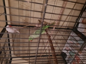 Verkaufe Alexandersittiche 