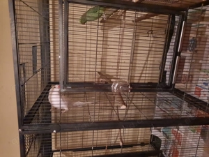 Verkaufe Alexandersittiche 