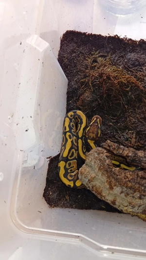 Königspython babys sechs stück