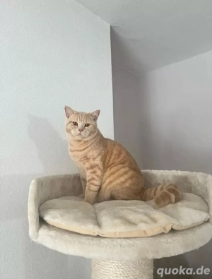 Deckkater BKH Creme tabby