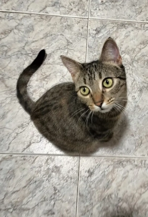 Princess sucht ein neues Zuhause (als Wohnungskatze) Bild 7