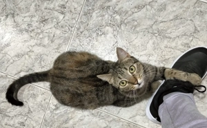 Princess sucht ein neues Zuhause (als Wohnungskatze) Bild 8