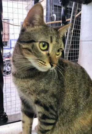 Princess sucht ein neues Zuhause (als Wohnungskatze) Bild 2