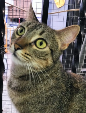 Princess sucht ein neues Zuhause (als Wohnungskatze) Bild 6