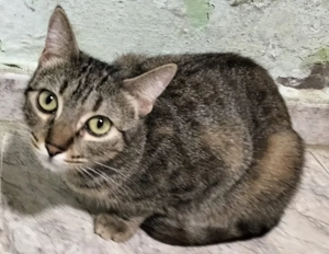 Princess sucht ein neues Zuhause (als Wohnungskatze) Bild 9