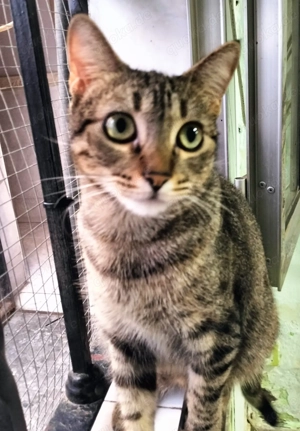 Princess sucht ein neues Zuhause (als Wohnungskatze) Bild 5