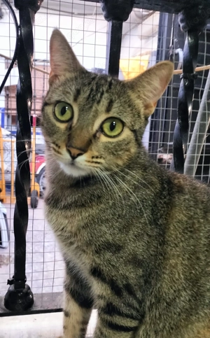 Princess sucht ein neues Zuhause (als Wohnungskatze) Bild 3