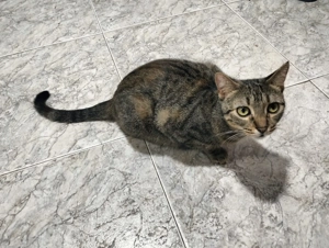 Princess sucht ein neues Zuhause (als Wohnungskatze) Bild 10