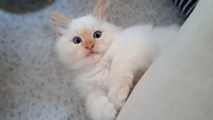 Neva masquarade männlich junge sibirische kater