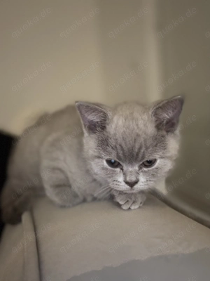 Babykater 12 Wochen alt 