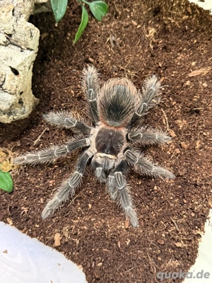 Lasiodora abzugeben