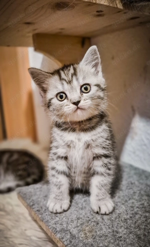Noch 2 BKH-Kitten im Whiskas-Look (Black-Silver-Tabby-Spotted) abzugeben