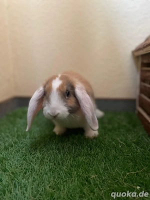 Kaninchen Mini loop