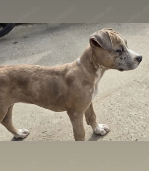 American Staffordshire Terrier | 5 Monate alt 