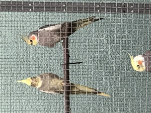 Die jungen wilden - Nymphensittiche! Bild 3