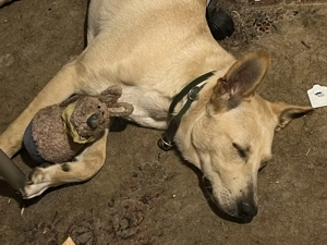 Junger Mischlingsrüde 