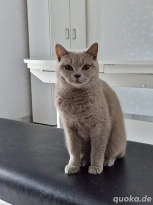 BKH Katze mit Stammbaum zu verkaufen 