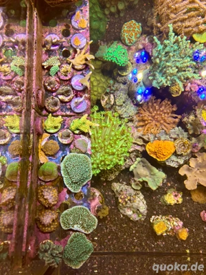 Korallenableger abzugeben