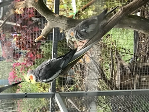 Die jungen wilden - Nymphensittiche! Bild 4