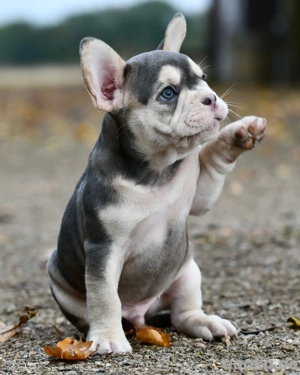 Französische Bulldoggen Welpen    Französisch Bulldog Fluffy 