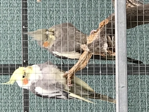 Die jungen wilden - Nymphensittiche! Bild 2