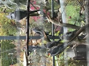 Die jungen wilden - Nymphensittiche! Bild 5