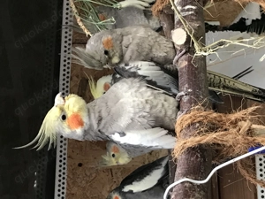 Die jungen wilden - Nymphensittiche! Bild 6