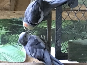 Die jungen wilden - Nymphensittiche!