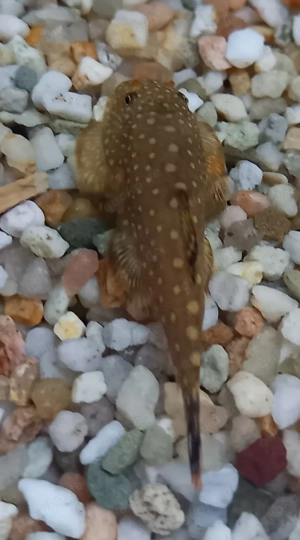 Borneo Prachtflossensauger