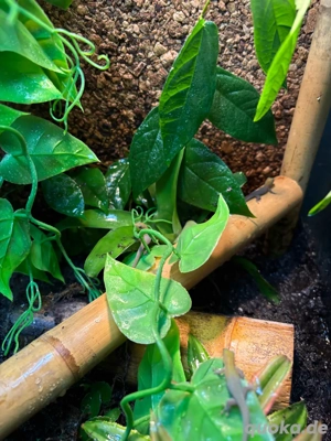 Phelsuma laticauda   Goldstaubtaggecko Nachzuchten