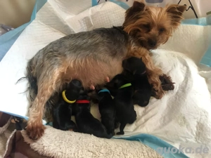 welpen Yorkshire Terrier Blue Tan