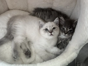 BKH Kitten suchen ein neues zu Hause