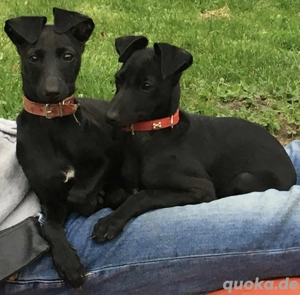 Italienisches Windspiel Welpen in schwarz Rüde und Hündin