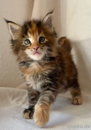 Maine Coon Kitten 
