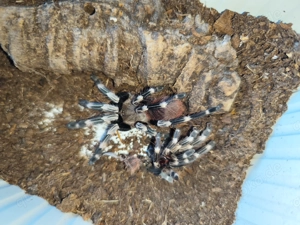 Vitalus chromatus (ex. Nhandu chromatus) 2,5cm Kl