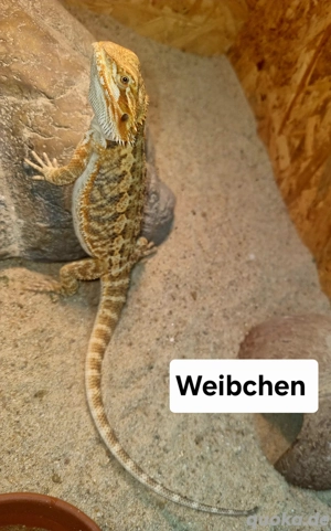 Farb-Bartagamen Jungtiere ( pogona vitticeps) NZ 07 2025