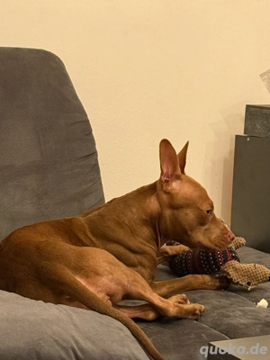 Mix Mädchen1Jahr alt 