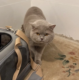 Zauberhafte, reinrassige BKH-Kitten Fawn- Lilac mit Stammbaum, EU-Pass, Chip Gesundheitszeugnis Bild 6