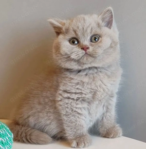 Zauberhafte, reinrassige BKH-Kitten Fawn- Lilac mit Stammbaum, EU-Pass, Chip Gesundheitszeugnis