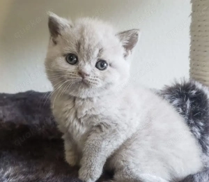 Zauberhafte, reinrassige BKH-Kitten Fawn- Lilac mit Stammbaum, EU-Pass, Chip Gesundheitszeugnis Bild 3