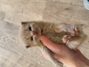 Zauberhafte, reinrassige BKH-Kitten Fawn- Lilac mit Stammbaum, EU-Pass, Chip Gesundheitszeugnis Bild 5