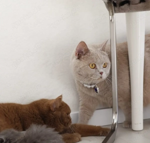 Zauberhafte, reinrassige BKH-Kitten Fawn- Lilac mit Stammbaum, EU-Pass, Chip Gesundheitszeugnis Bild 7