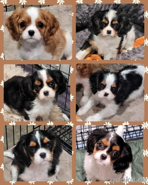 Reinrassige King Charles Spaniel-Welpen