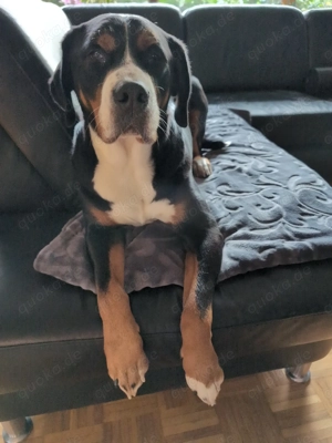 Berner Sennen Mix Hündin 4 J. sucht neues Zuhause 