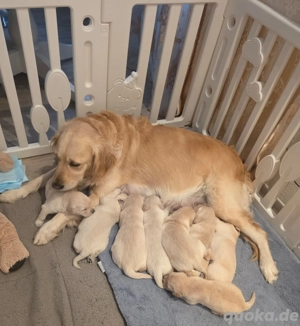 Golden Retriever Welpen suchen ein neues Zuhause