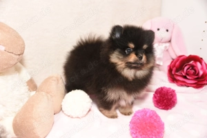 Pomeranian Zwergspitz Welpen