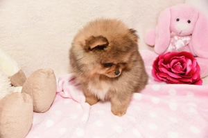 Reinrassige Pomeranian Zwergspitz Welpen Bild 2